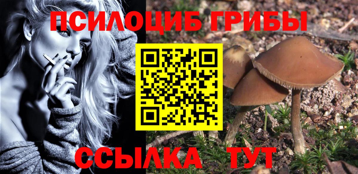 Псилоцибиновые грибы Cubensis Новоалтайск